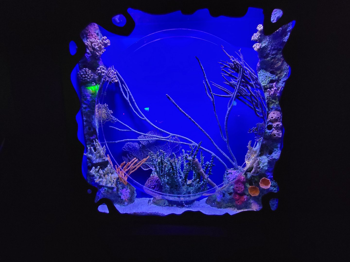 Greensboro 2/2023 - Potbelly seahorse tank