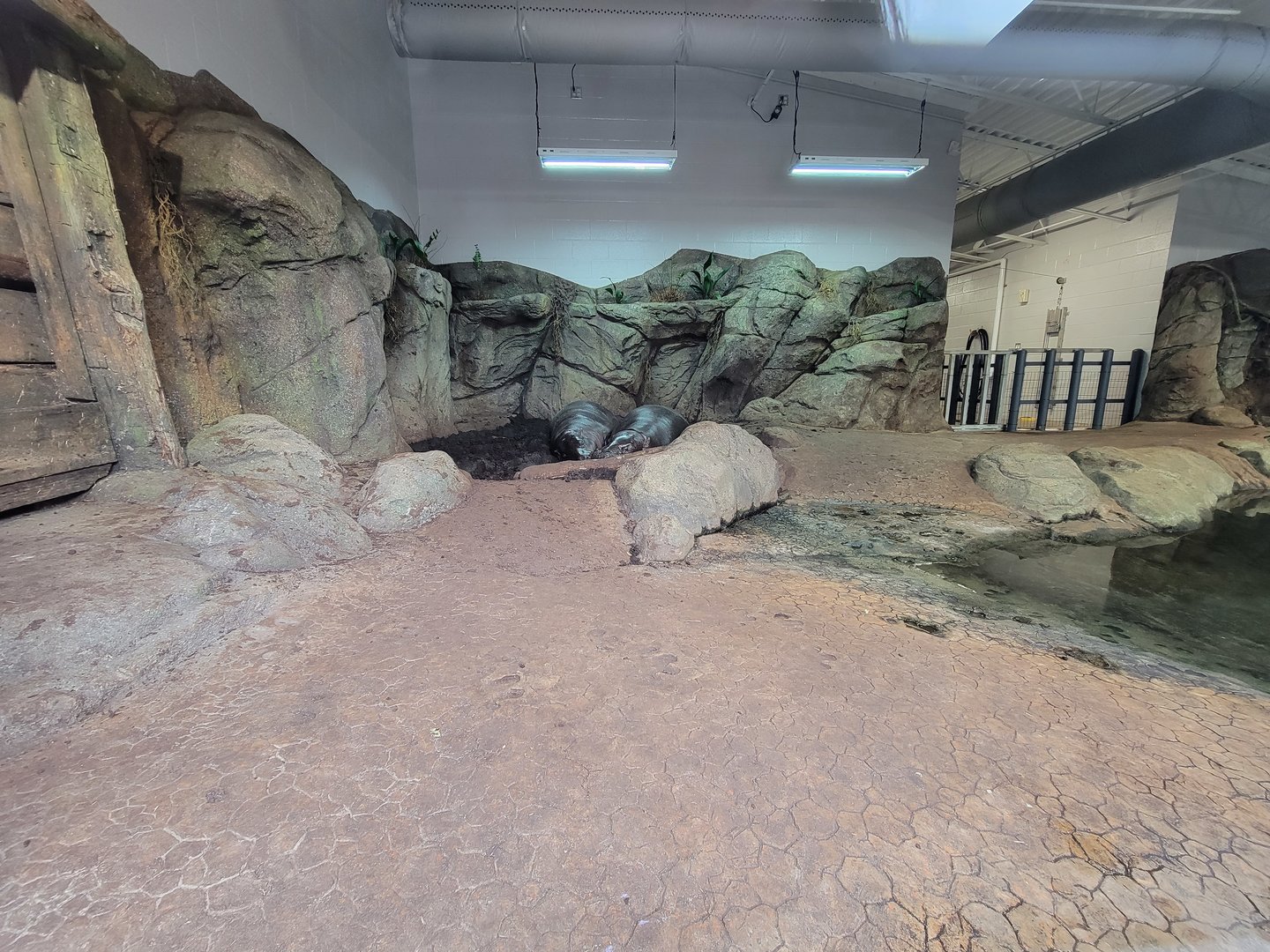 Greensboro 2/2023 - Pygmy hippo indoor space