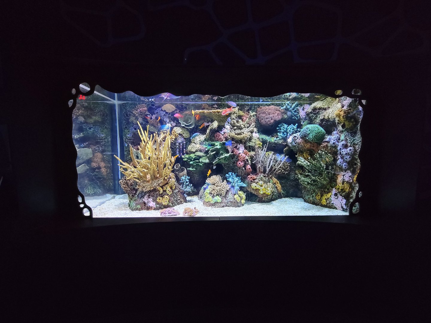 Greensboro 2/2023 - Rainbow Reef tank