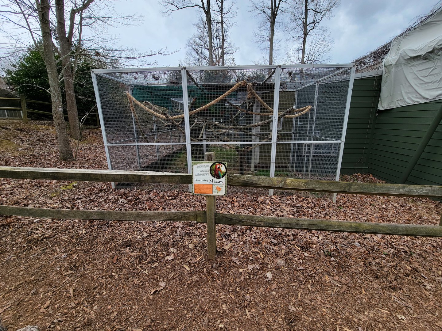 Greensboro 2/2023 - Red and green macaw