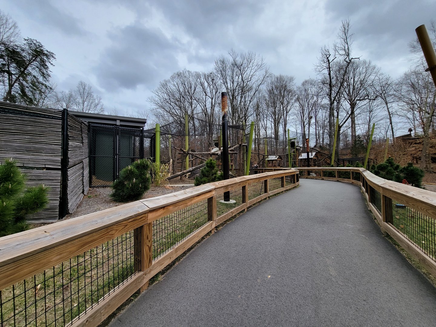 Greensboro 2/2023 - Red pandas