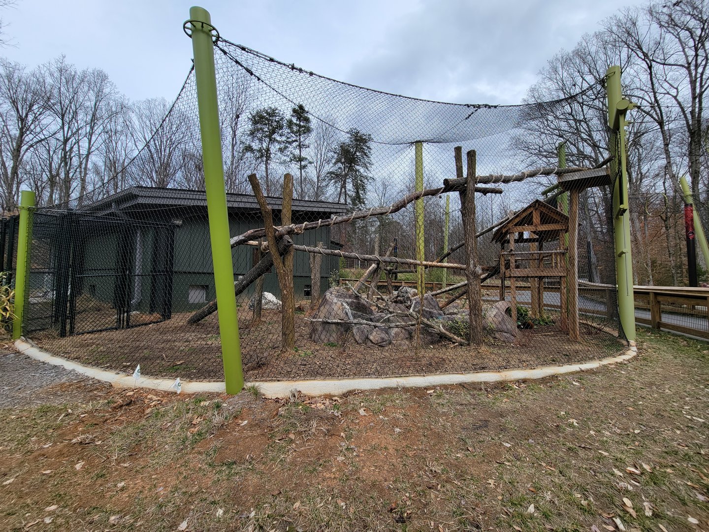 Greensboro 2/2023 - Red pandas