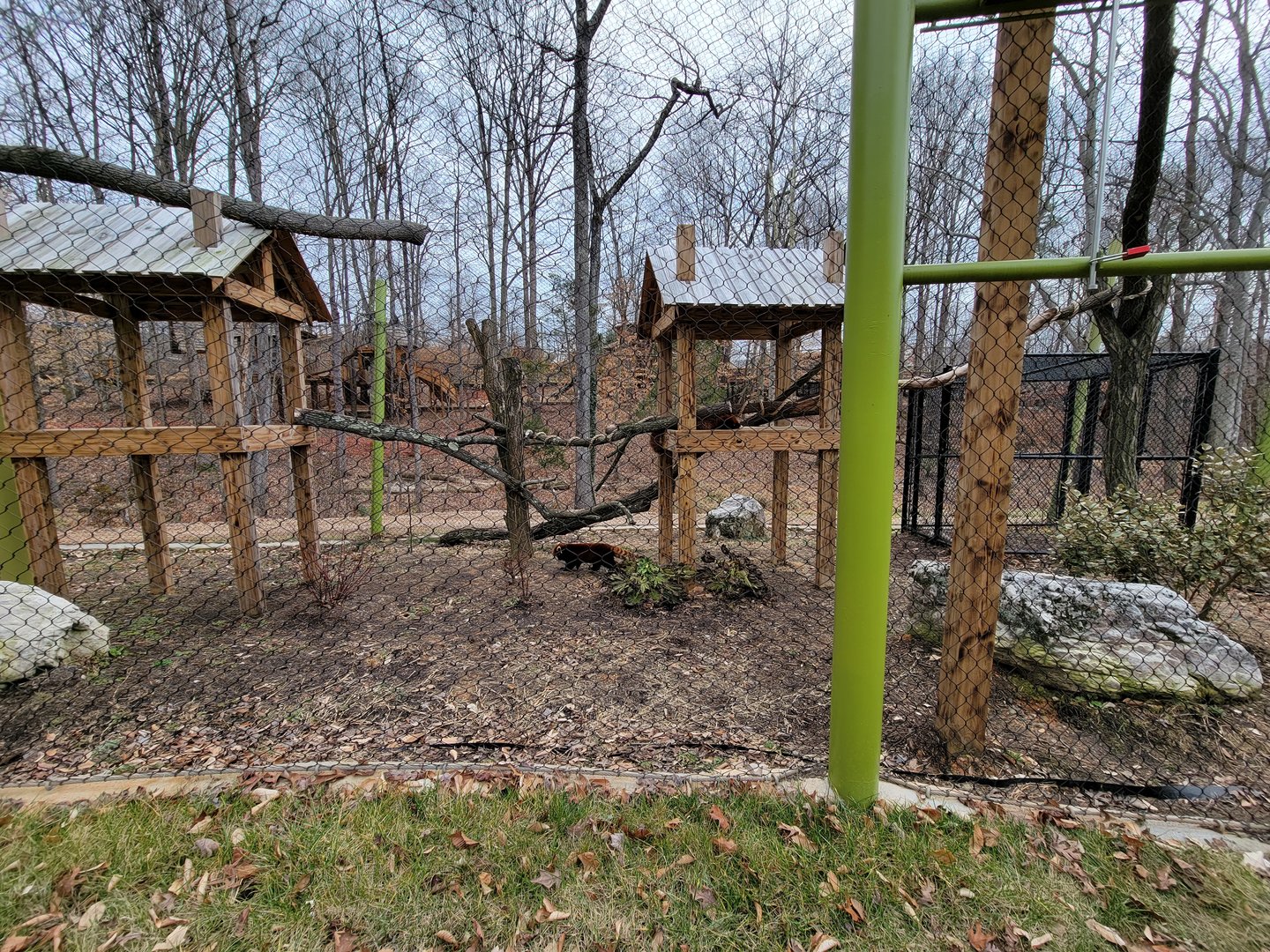 Greensboro 2/2023 - Red pandas