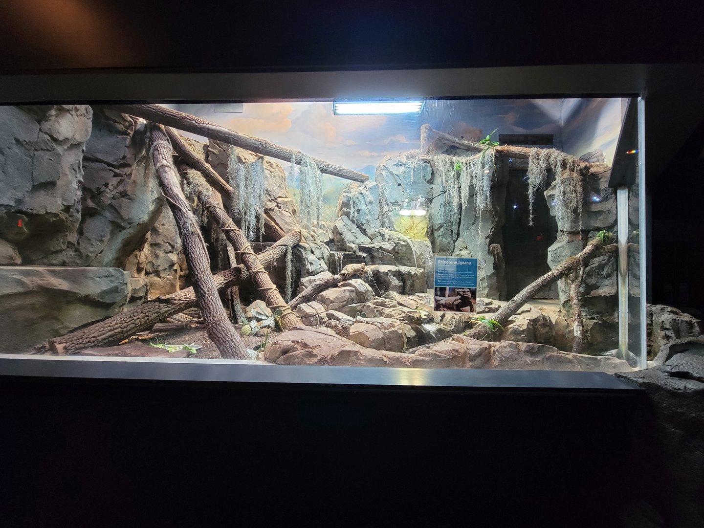 Greensboro 2/2023 - Rhinoceros Iguana