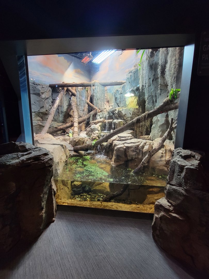 Greensboro 2/2023 - Rhinoceros Iguana