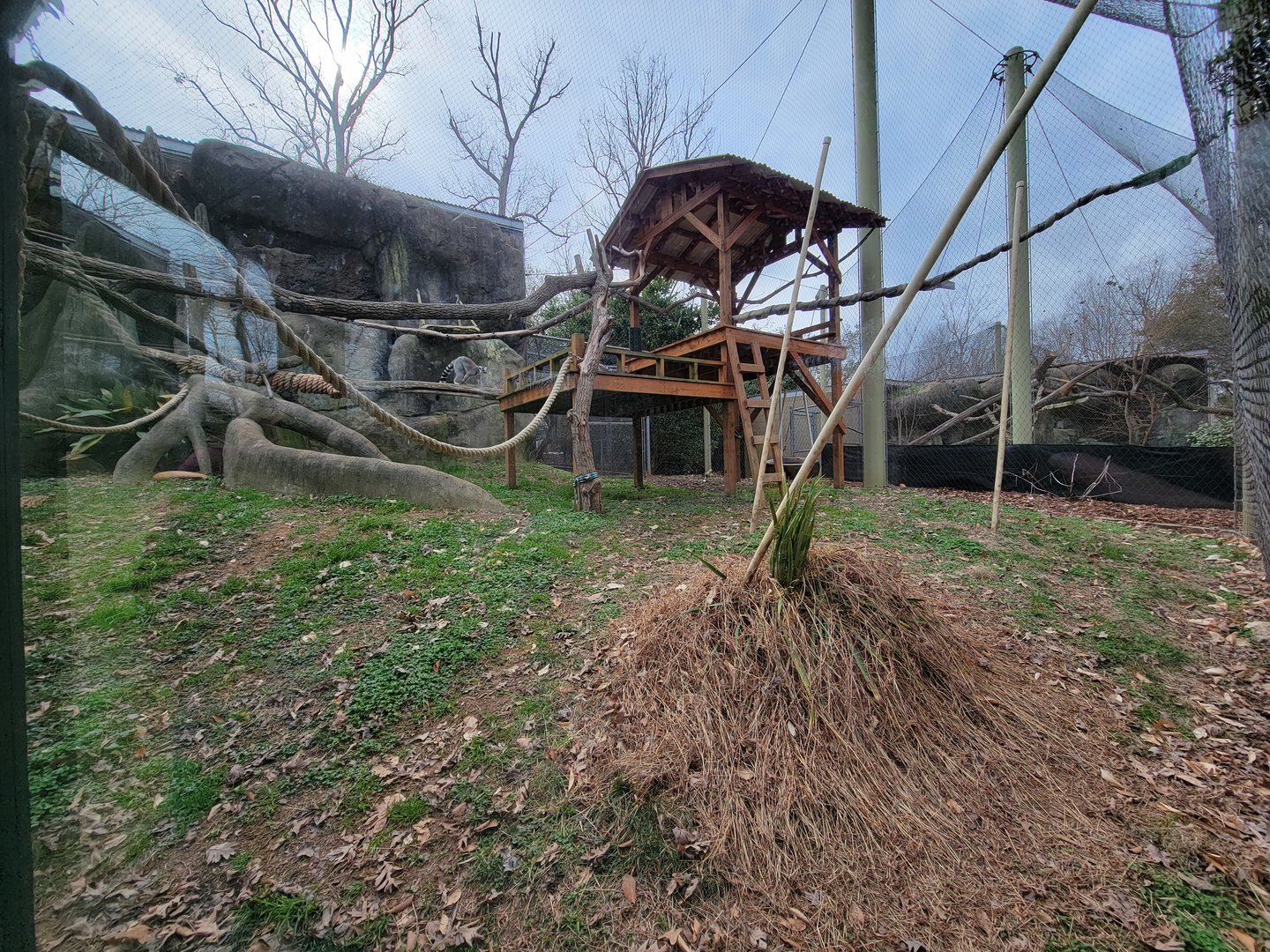 Greensboro 2/2023 - Ringtailed lemurs, red ruffed lemurs