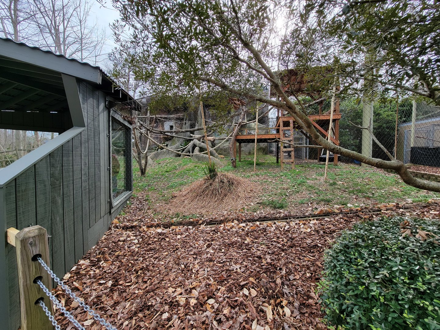 Greensboro 2/2023 - Ringtailed lemurs, red ruffed lemurs