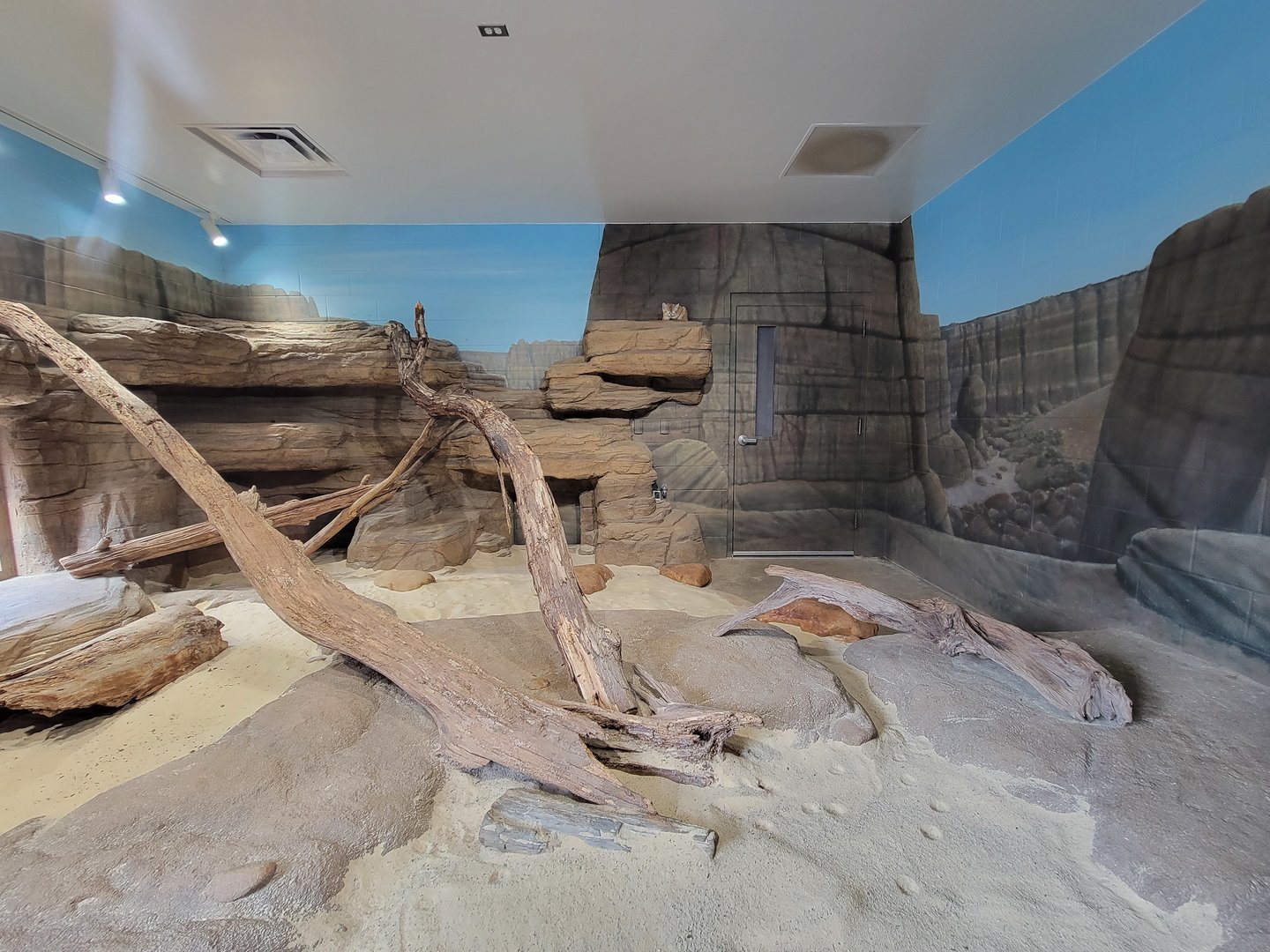 Greensboro 2/2023 - Sand cat