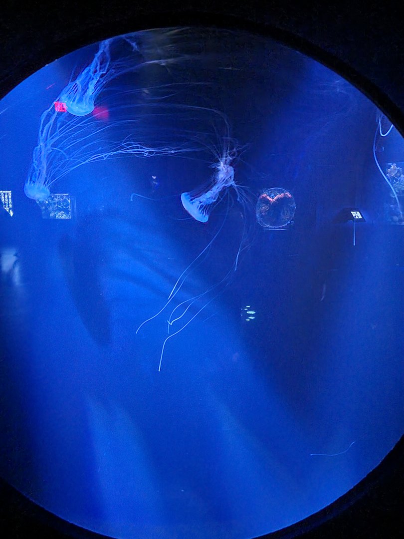 Greensboro 2/2023 - Sea nettles