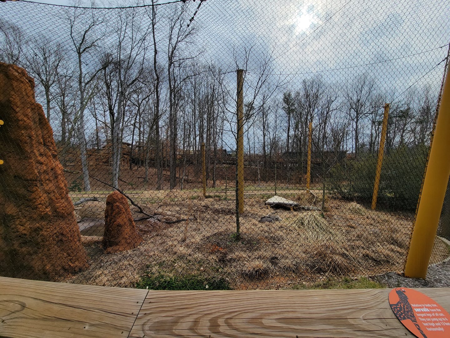 Greensboro 2/2023 - Serval yard