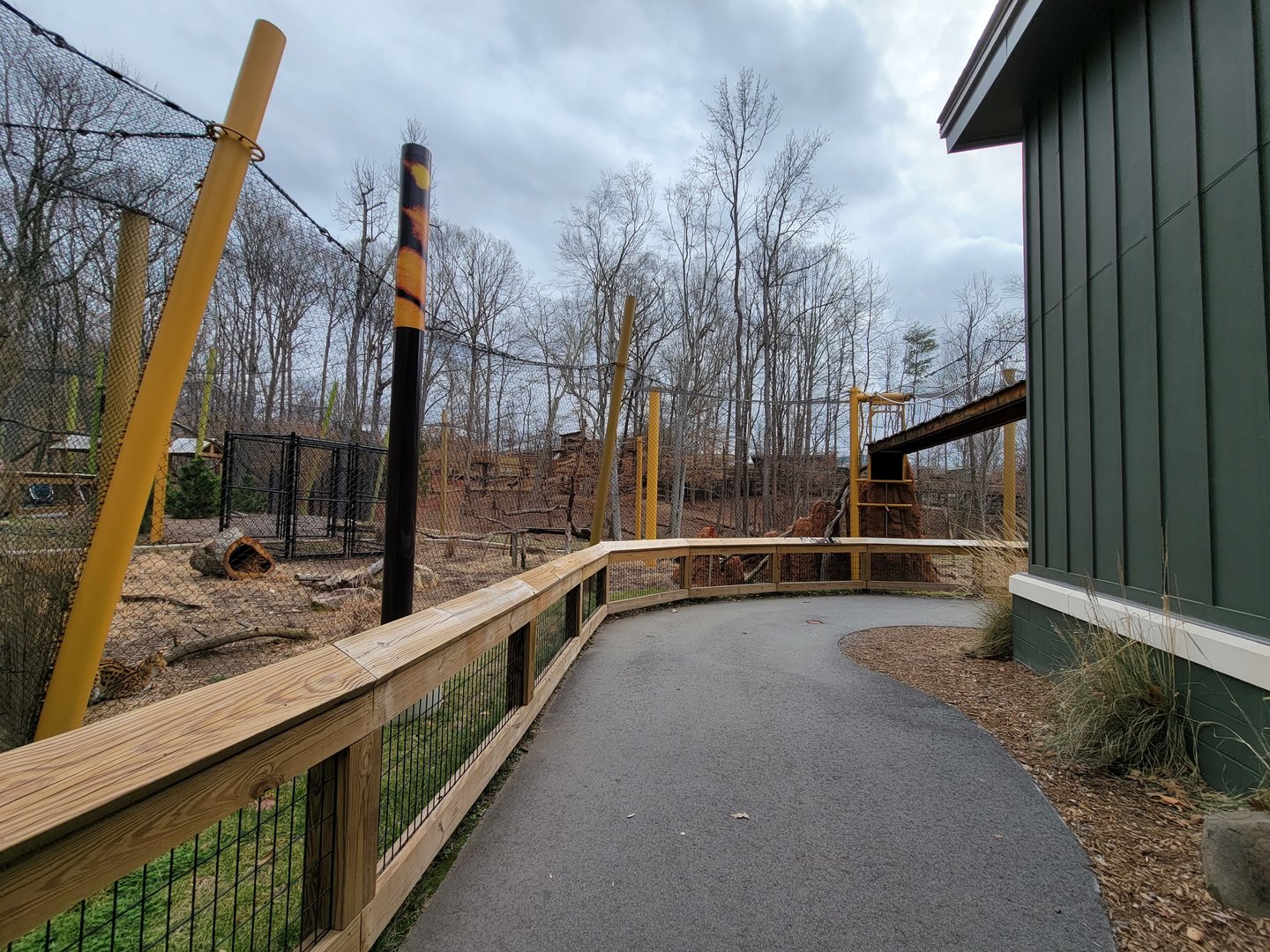 Greensboro 2/2023 - Serval yard