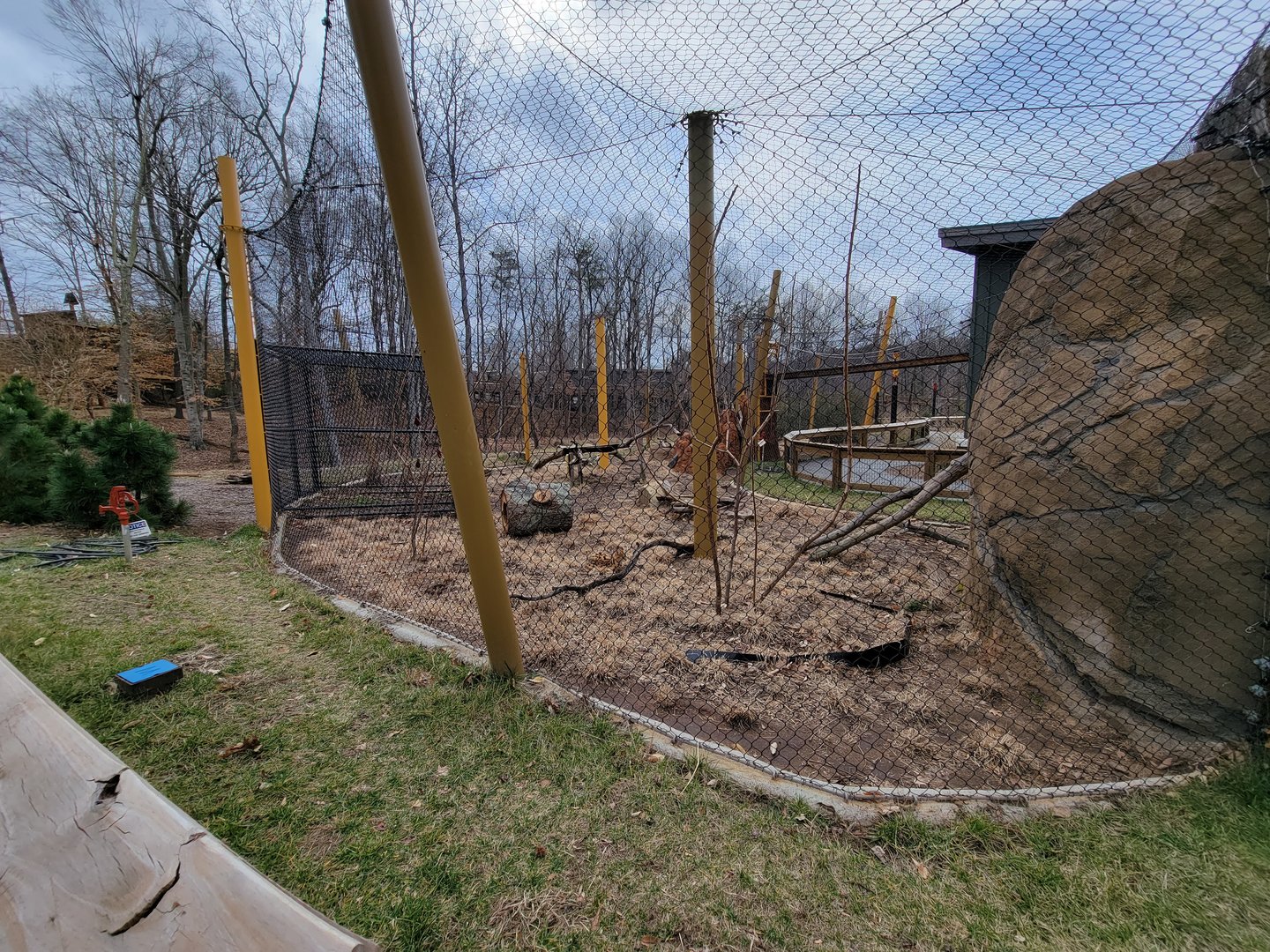 Greensboro 2/2023 - Serval yard