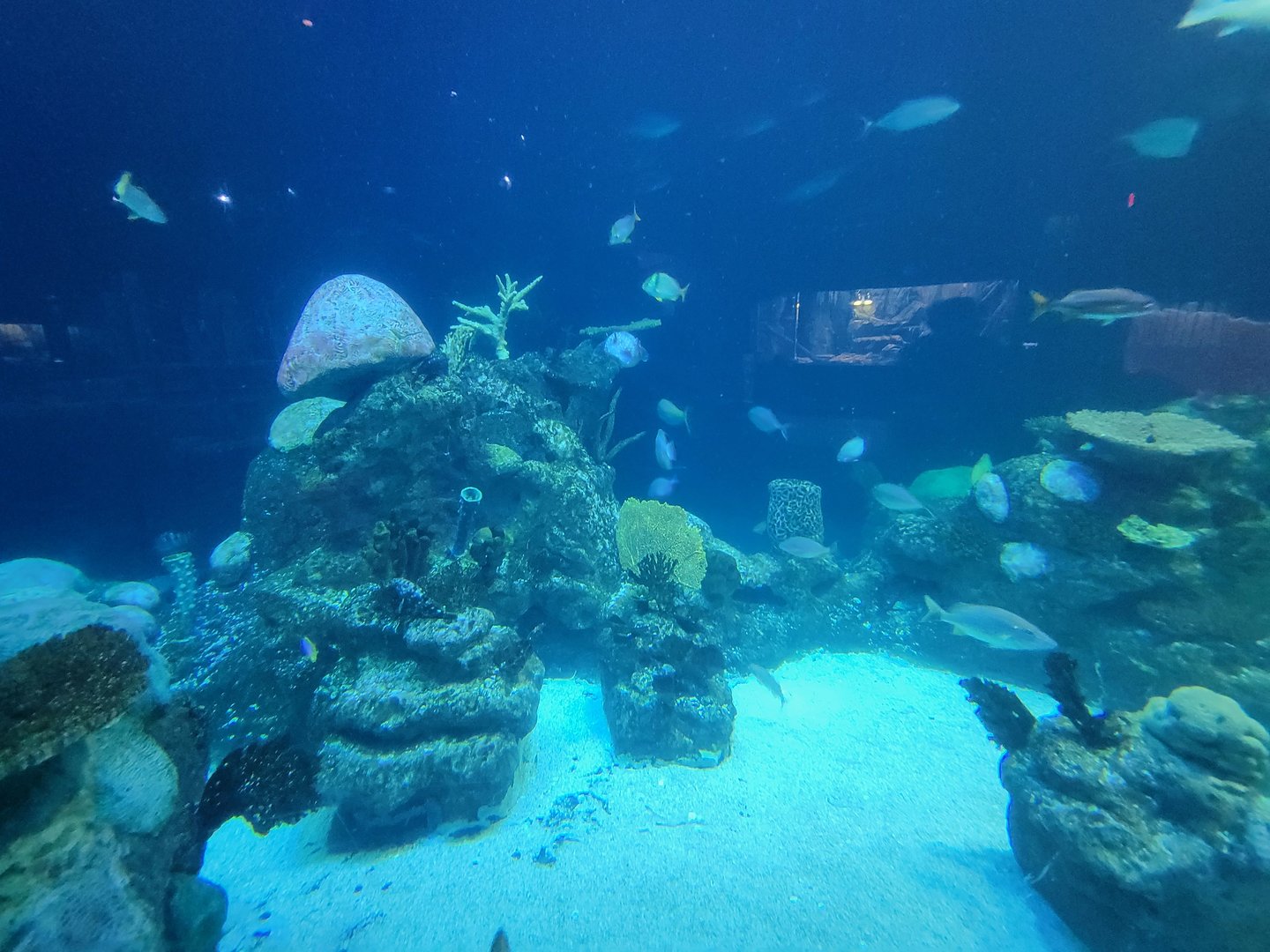 Greensboro 2/2023 - Shark Reef