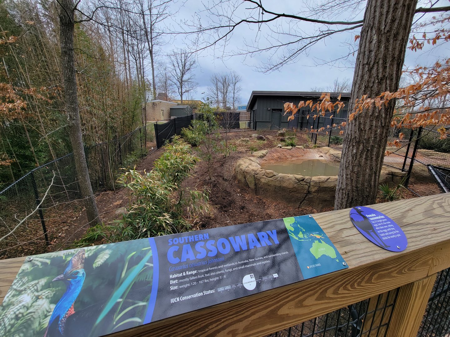 Greensboro 2/2023 - Southern Cassowary