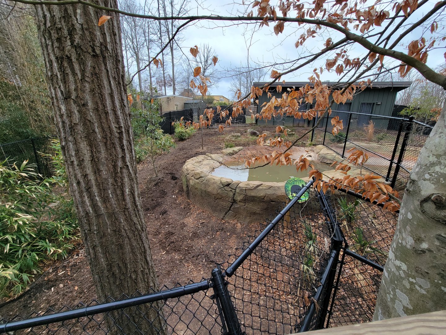 Greensboro 2/2023 - Southern Cassowary