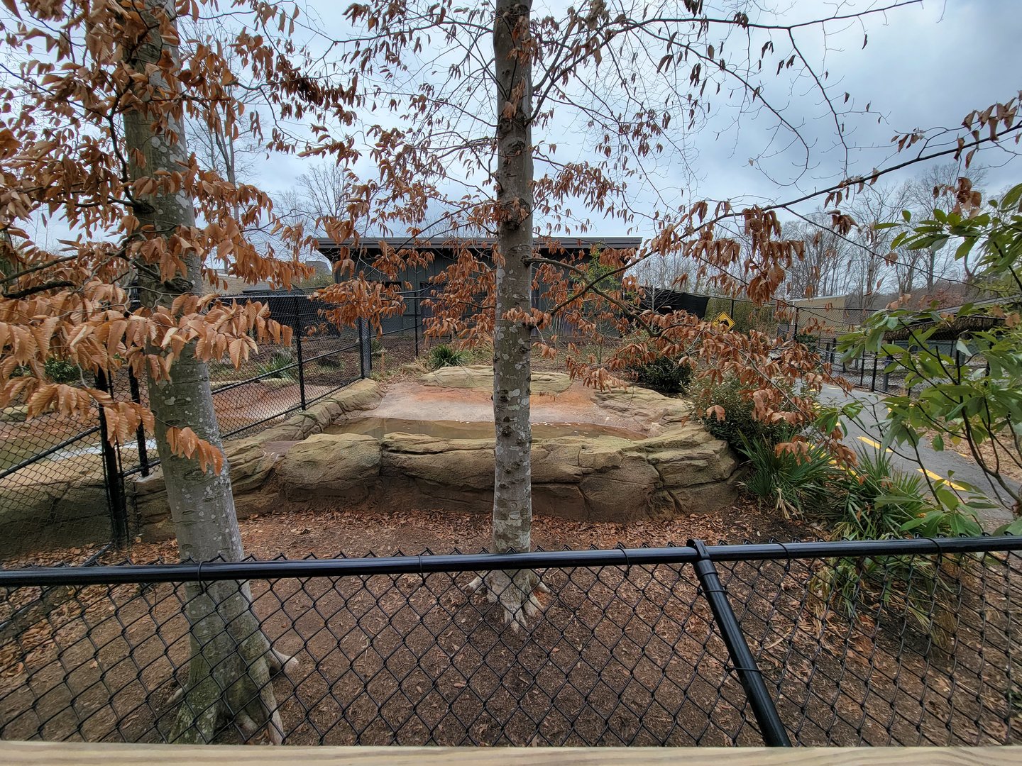 Greensboro 2/2023 - Southern Cassowary