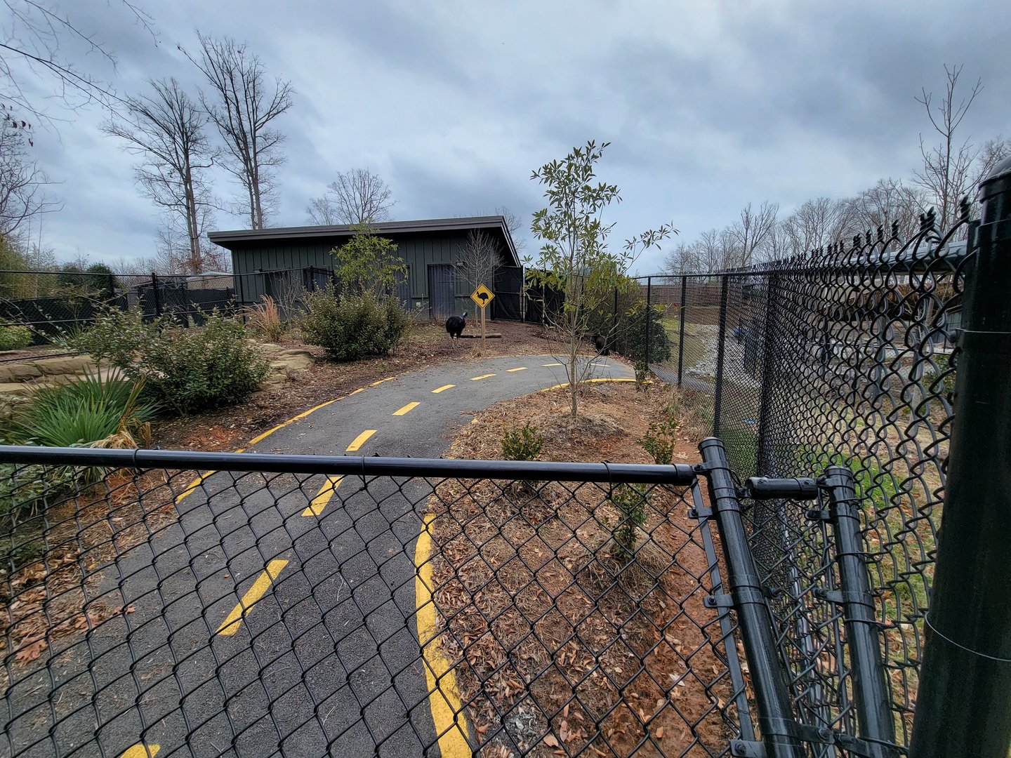 Greensboro 2/2023 - Southern Cassowary