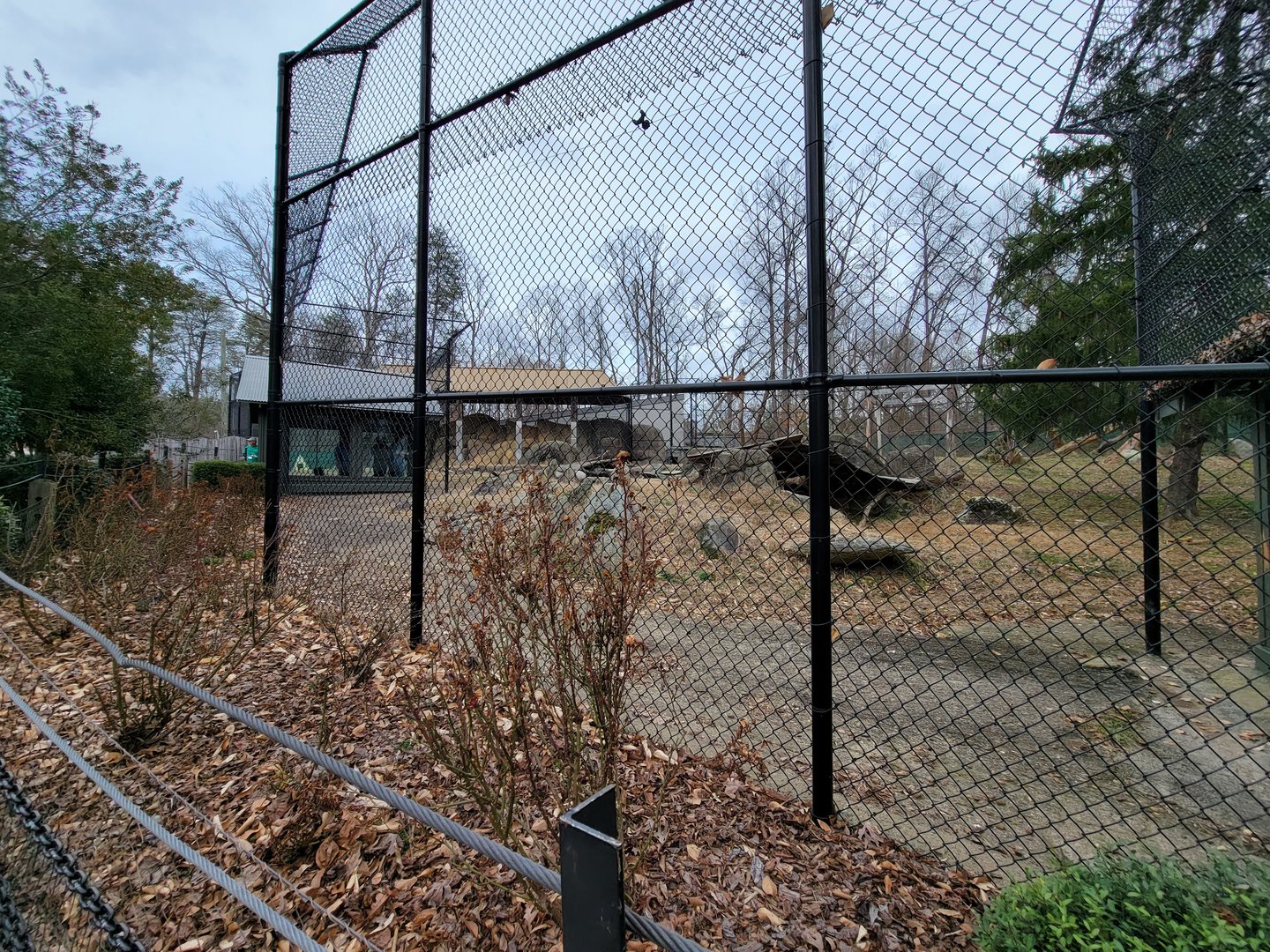 Greensboro 2/2023 - Sumatran tiger