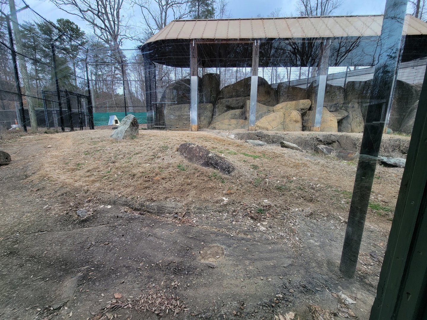 Greensboro 2/2023 - Sumatran tiger