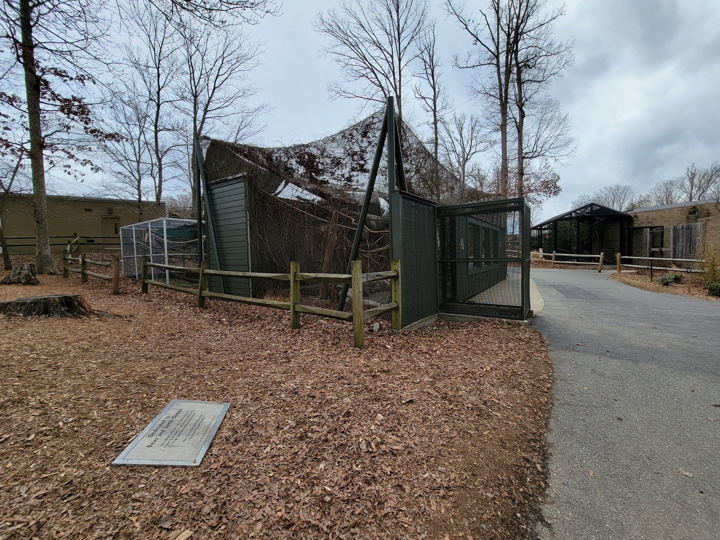 Greensboro 2/2023 - Trumpeter hornbill