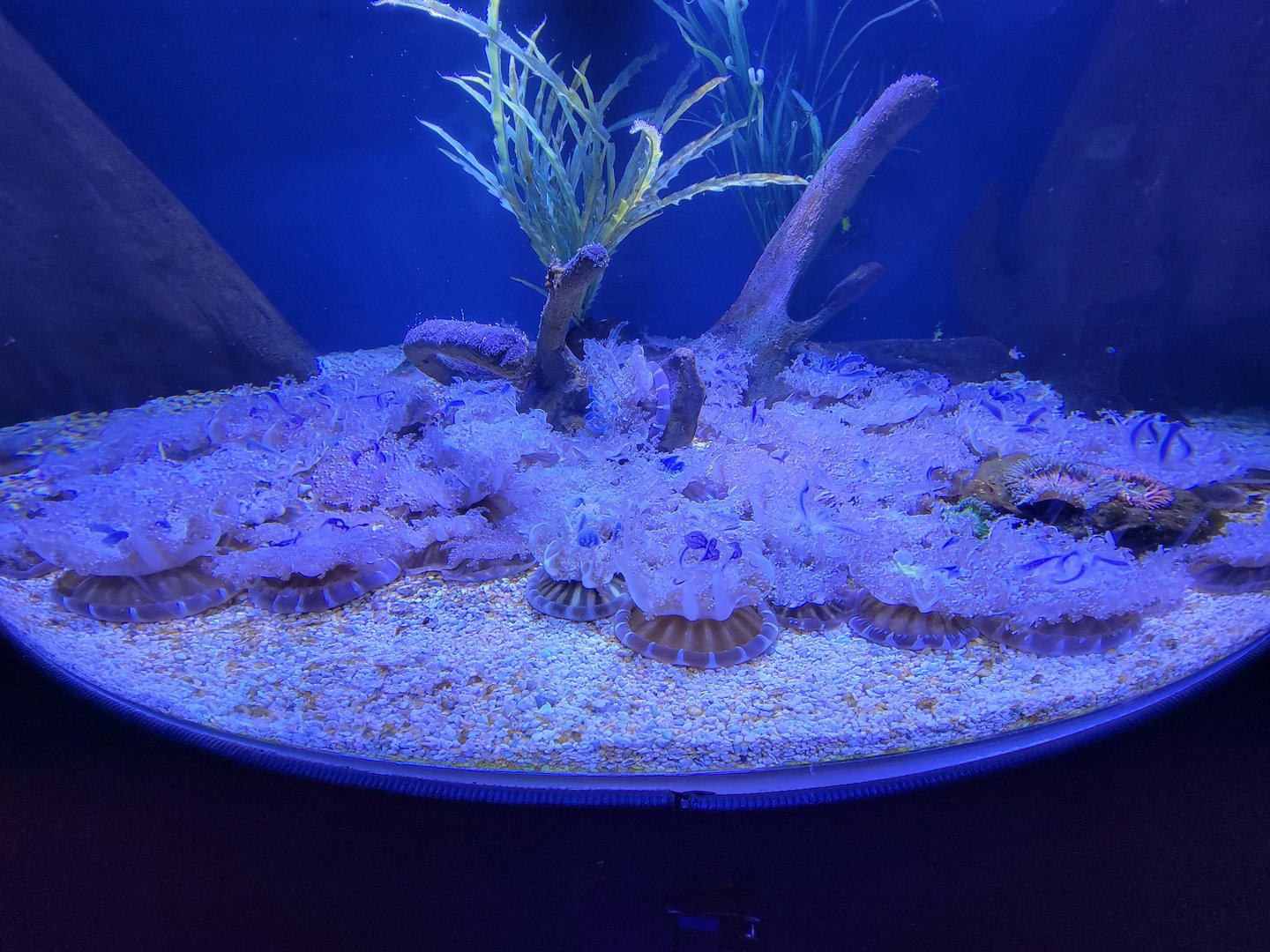 Greensboro 2/2023 - Upside down jellies