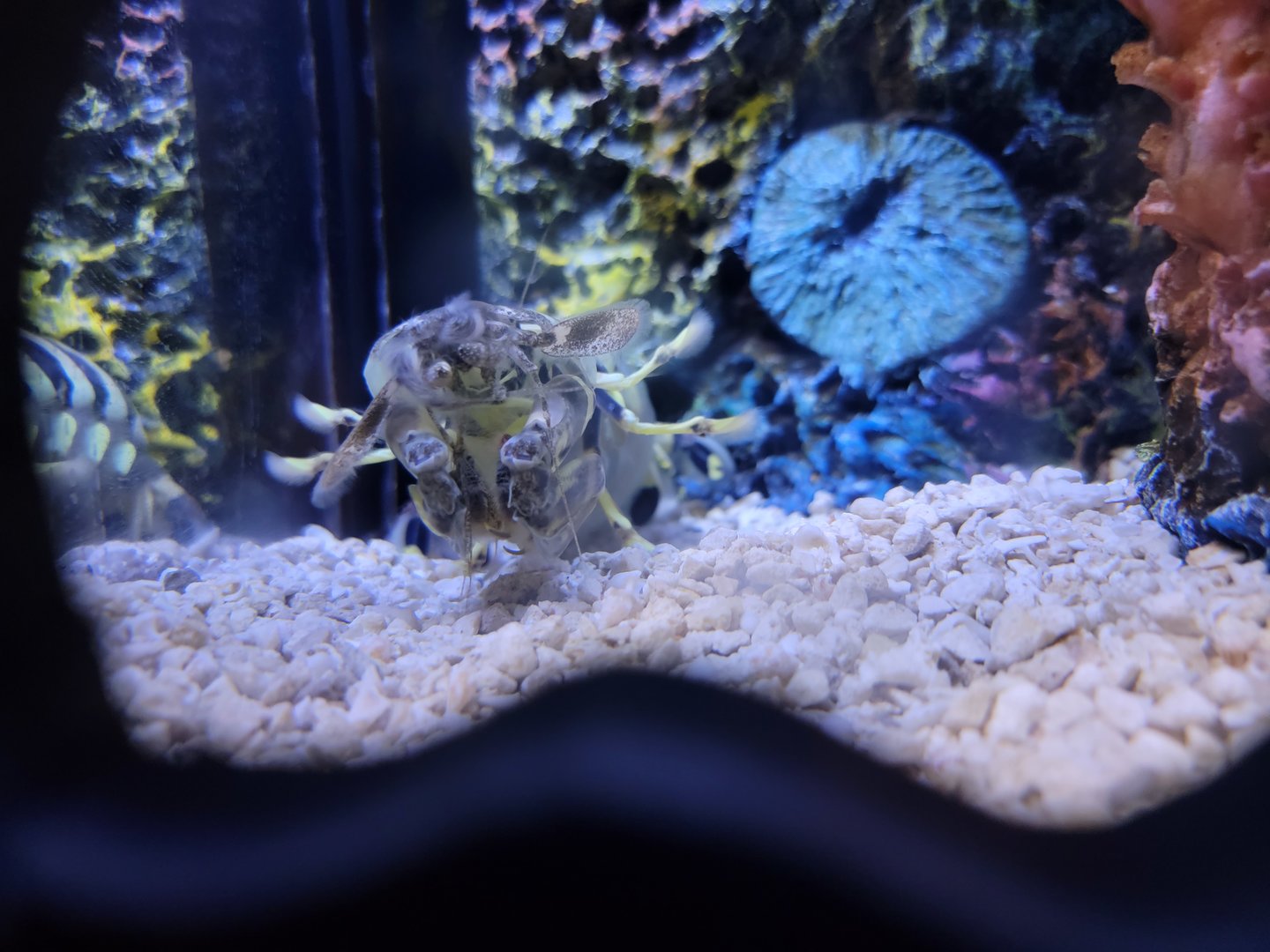 Greensboro 2/2023 - Zebra mantis shrimp