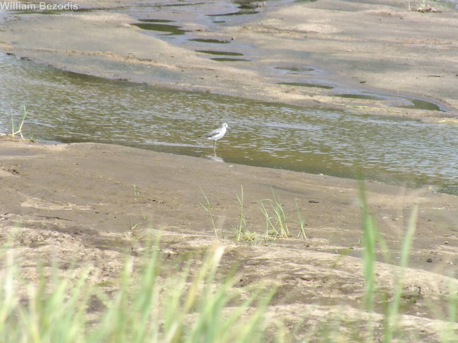 Greenshank (probably)