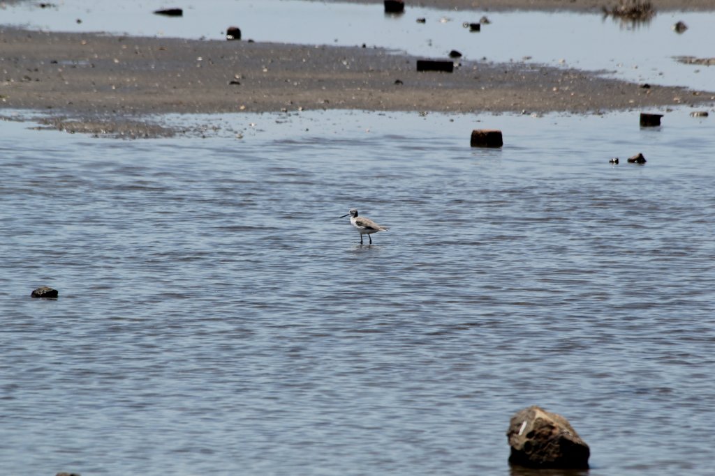 Greenshank