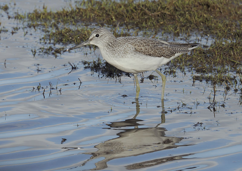 Greenshank