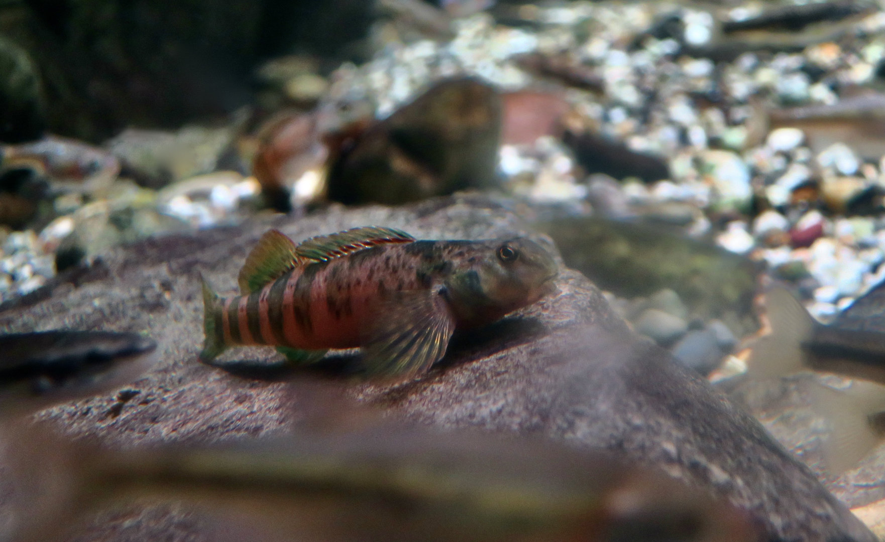 Greenside Darter (Etheostoma blennioides)