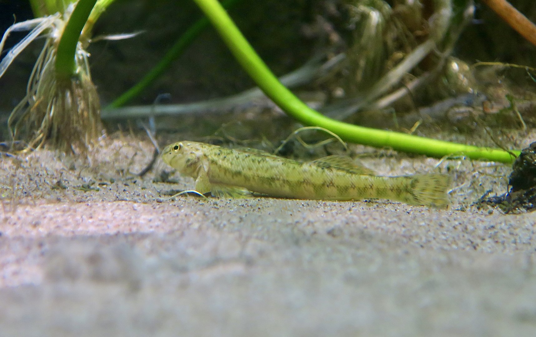 Greenside Darter (Etheostoma blennioides)