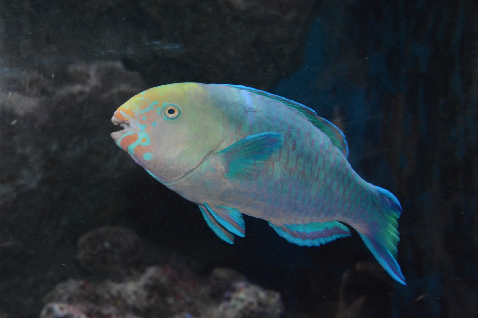 Greensnout parrotfish (Scarus spinus)