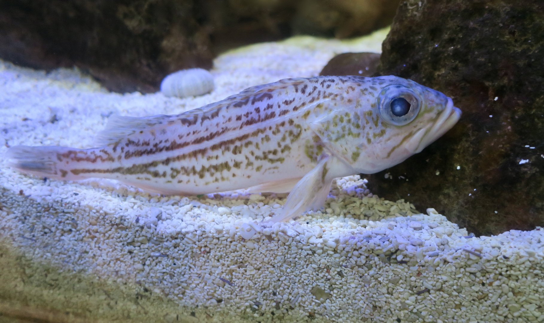 Greenstriped Rockfish (Sebastes elongatus)