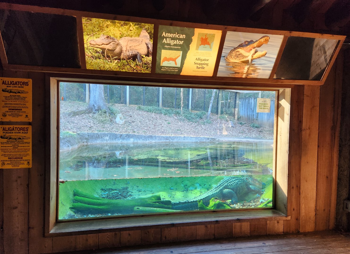 Greenville Zoo (2023) - Alligator exhibit