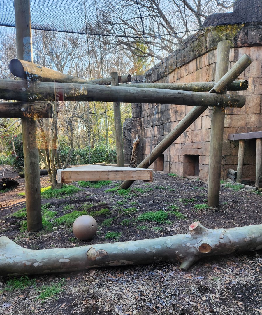 Greenville Zoo (2023) - Amur Leopard enclosure