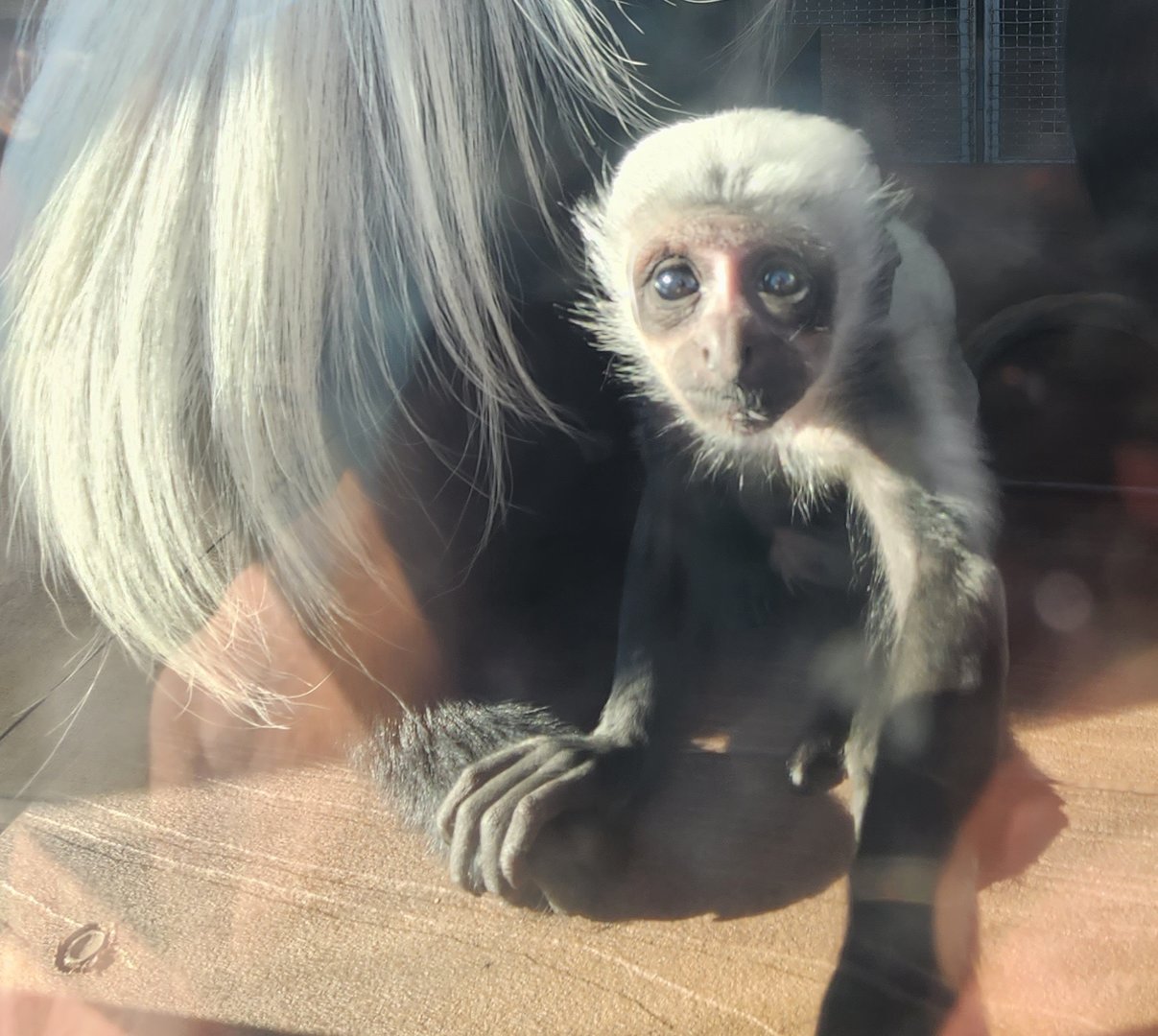 Greenville Zoo (2023) - Baby Colobus Monkey