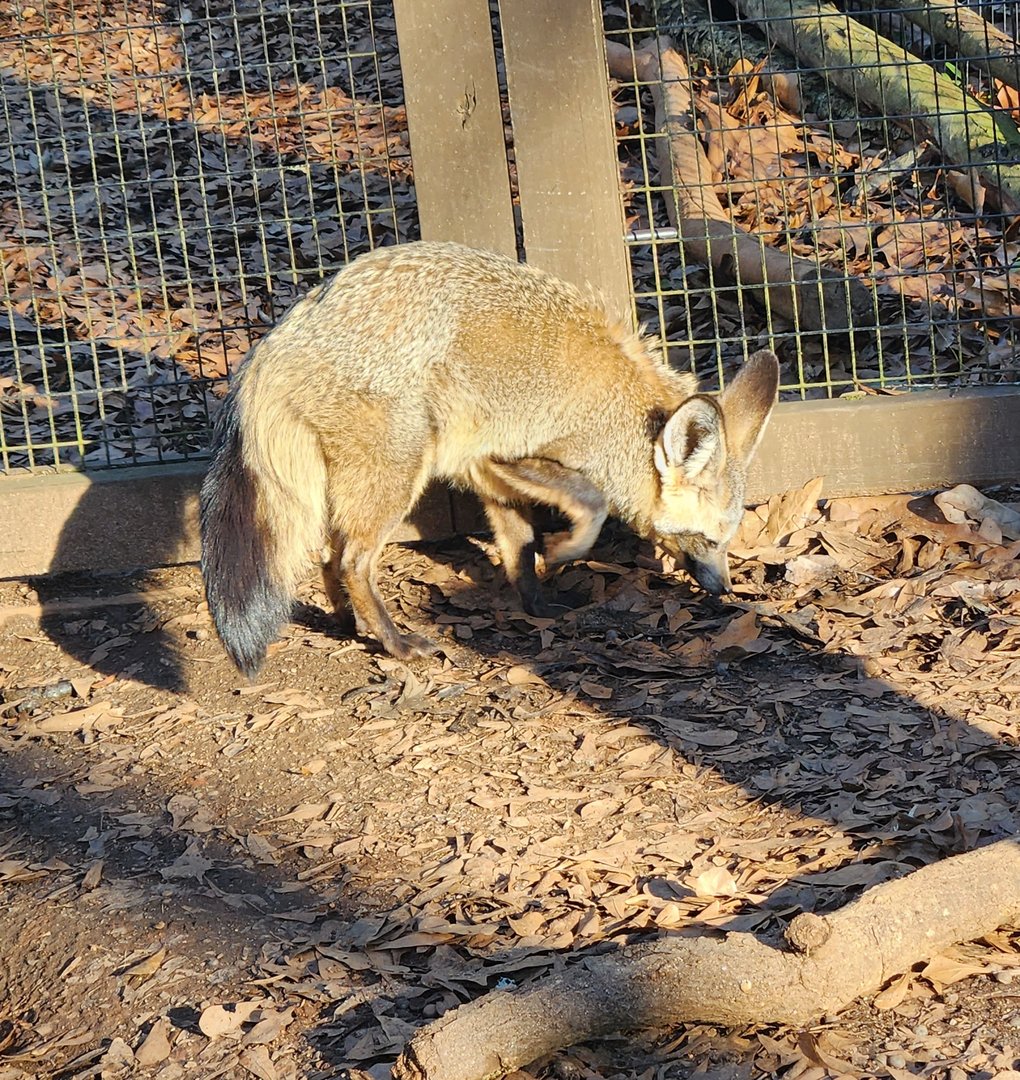 Greenville Zoo (2023) - Bat-eared Fox
