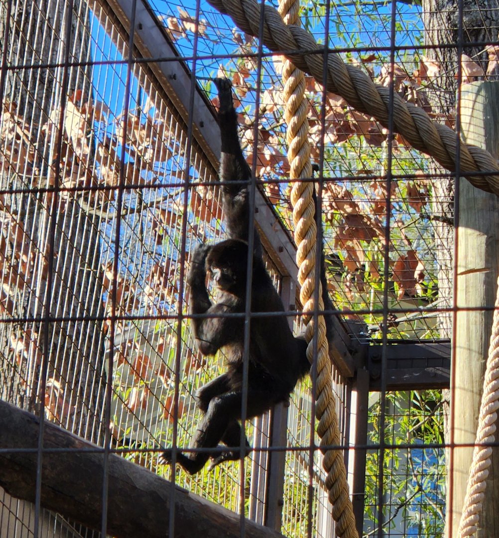 Greenville Zoo (2023) - Black-headed Spider Monkey