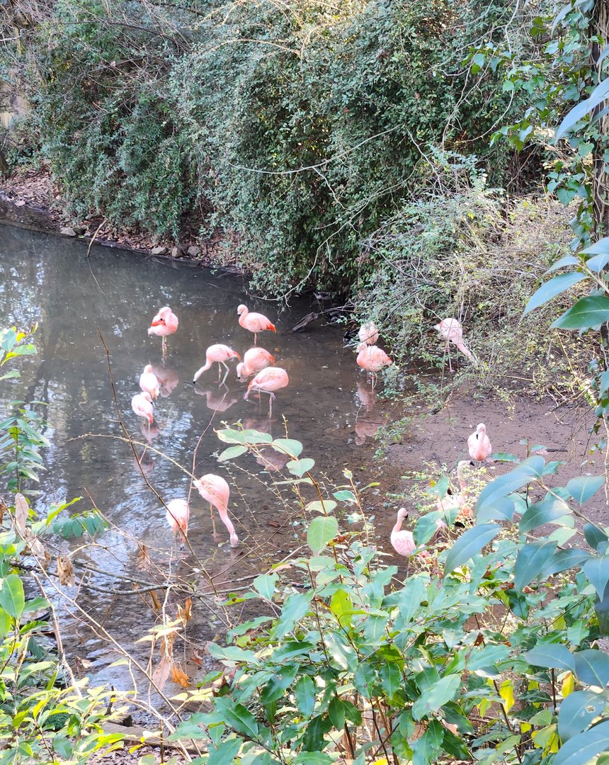 Greenville Zoo (2023) - Flamingo pond