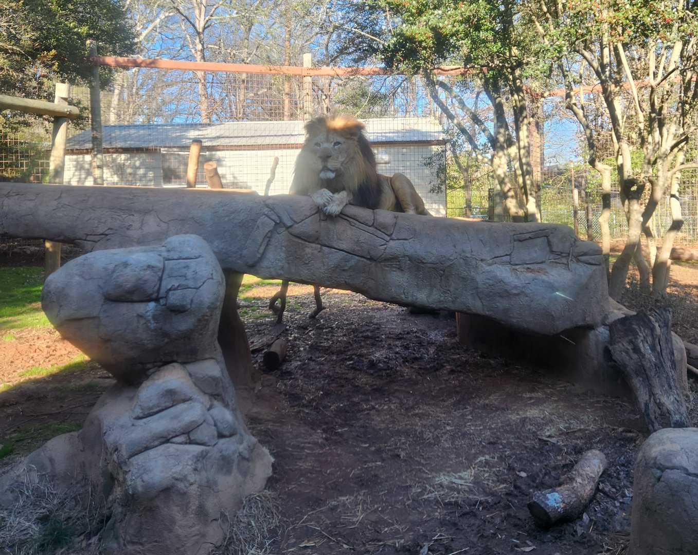 Greenville Zoo (2023) -Lion + exhibit