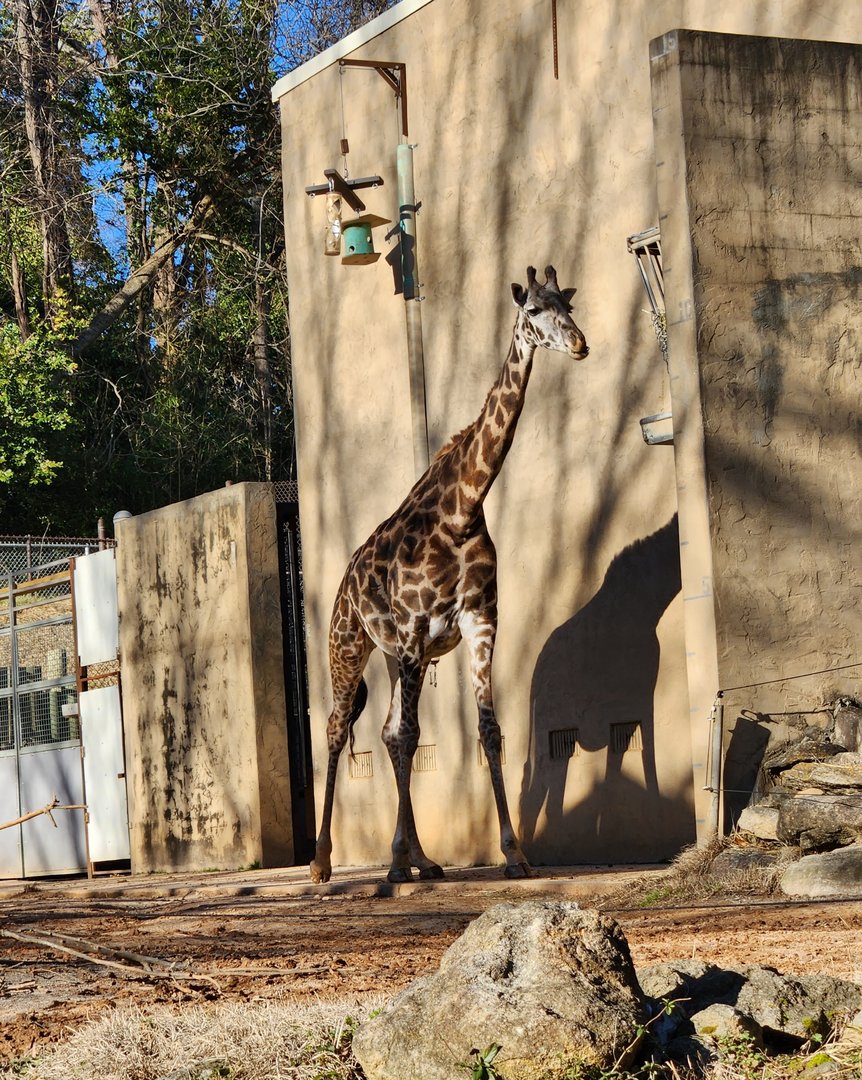 Greenville Zoo (2023) - Masai Giraffe