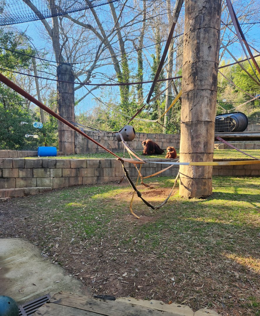 Greenville Zoo (2023) - Orangutan exhibit