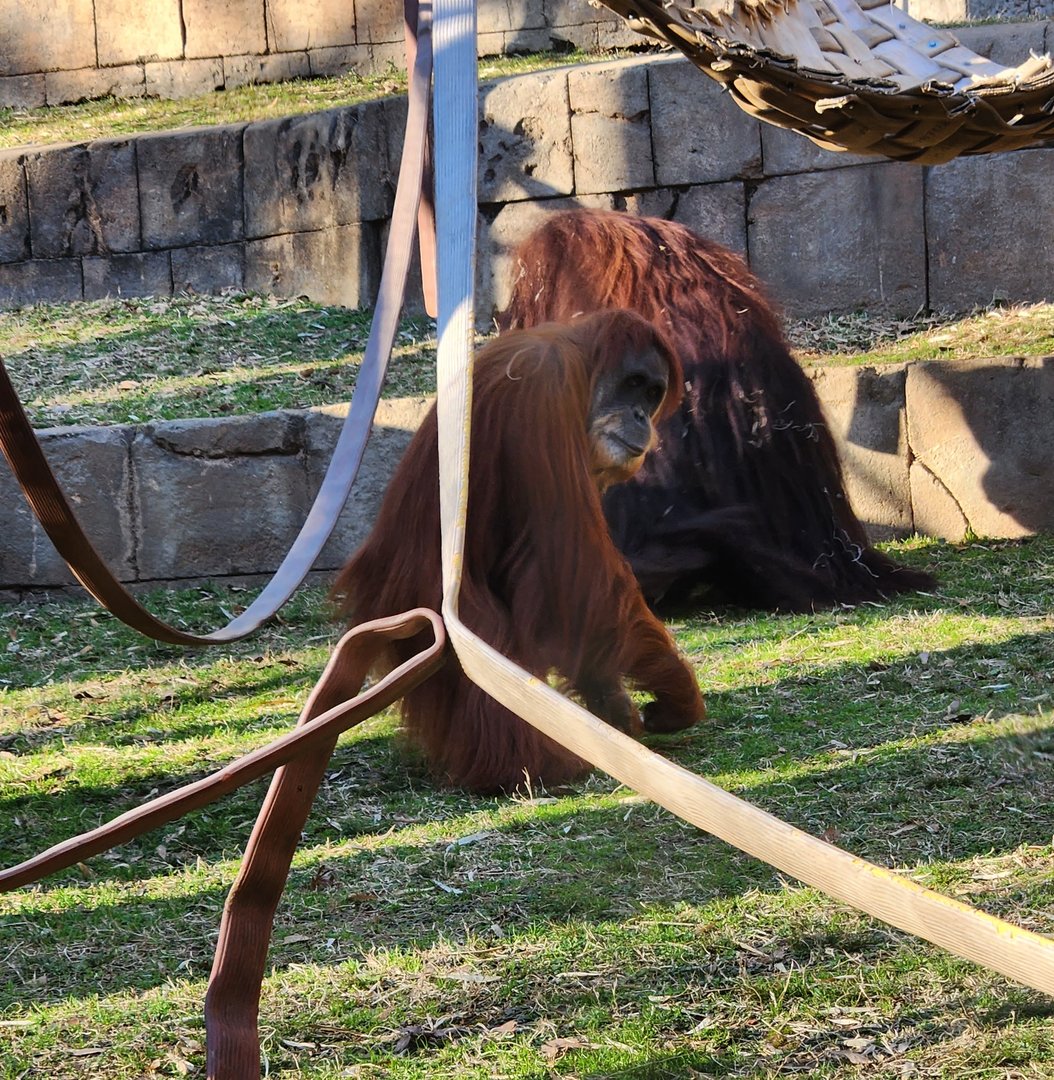 Greenville Zoo (2023) - Orangutans