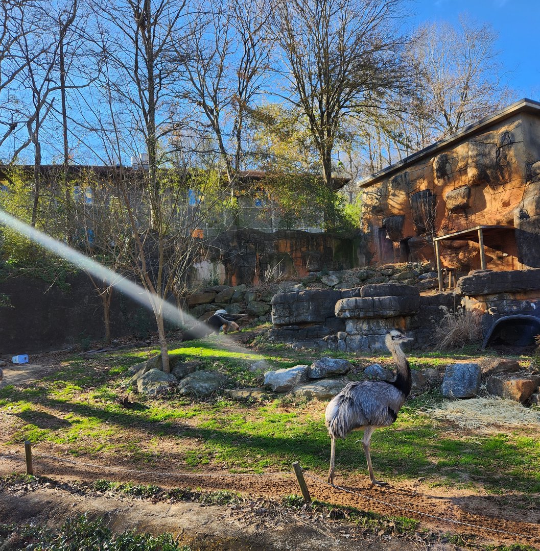 Greenville Zoo (2023) - Pampas exhibit