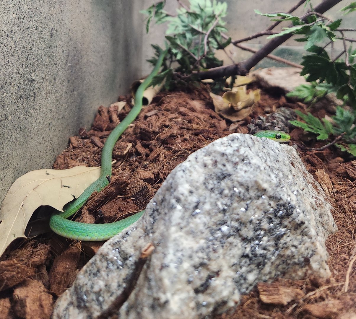 Greenville Zoo (2023) - Rough Green Snake