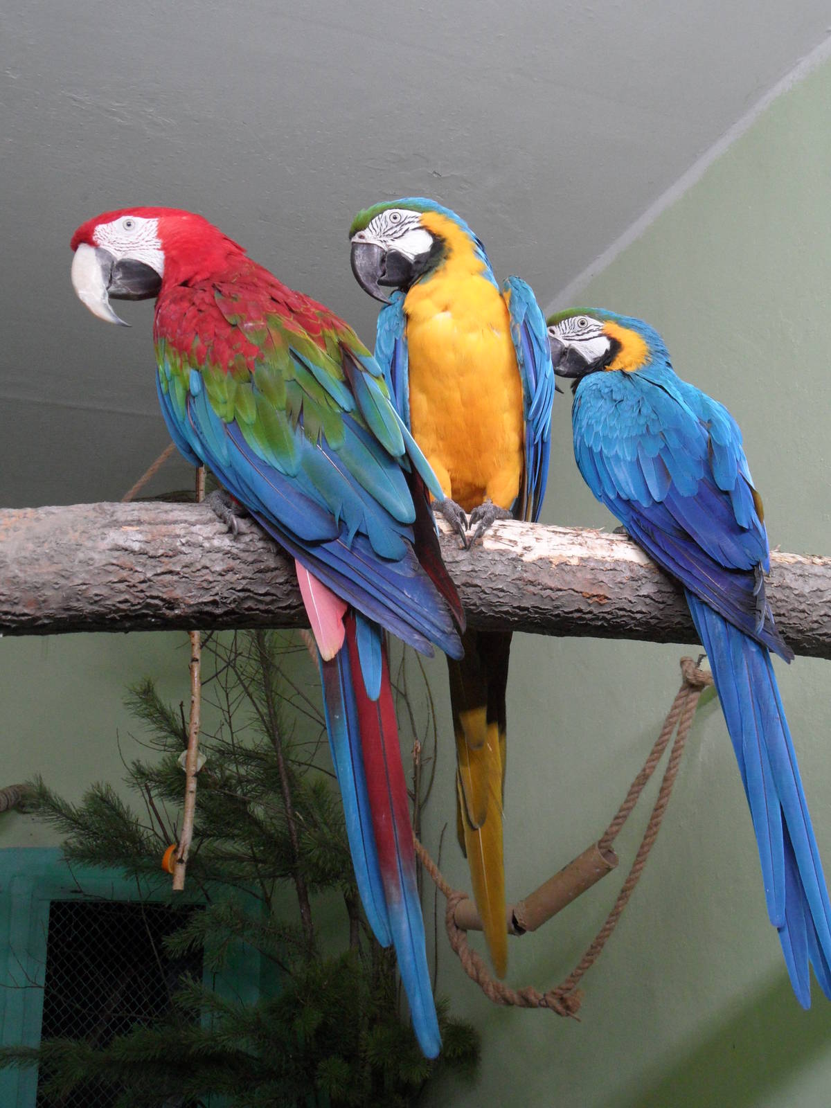 Greenwinged and blue-yellow macaws