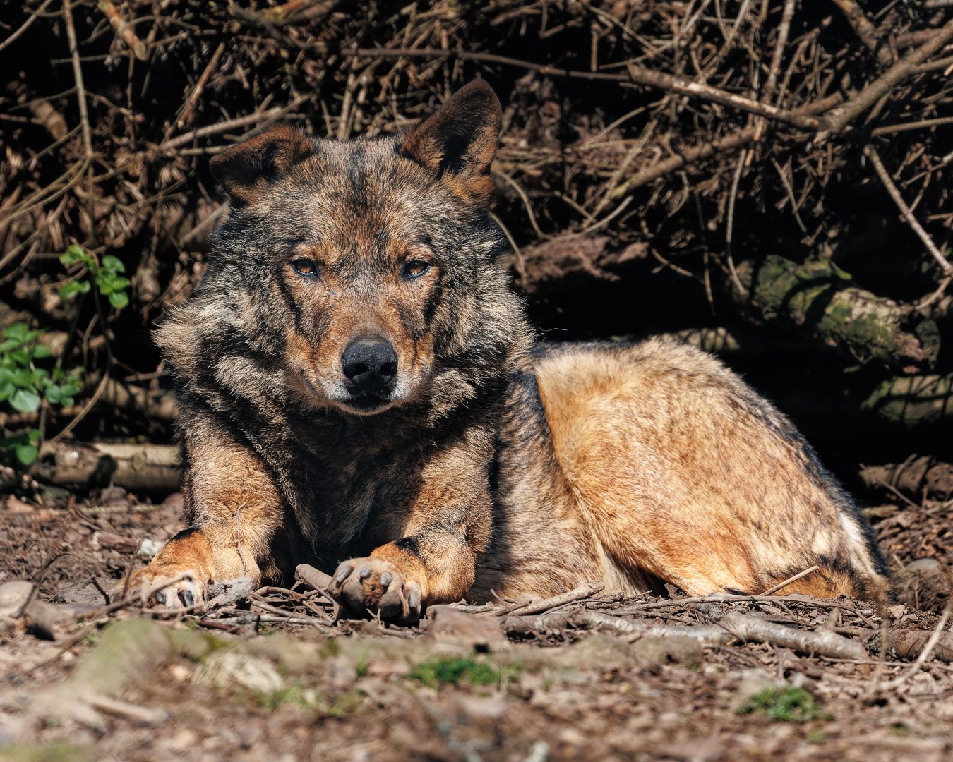 Gregorio - Iberian Wolf / 23-3-22 / Dartmoor Zoo