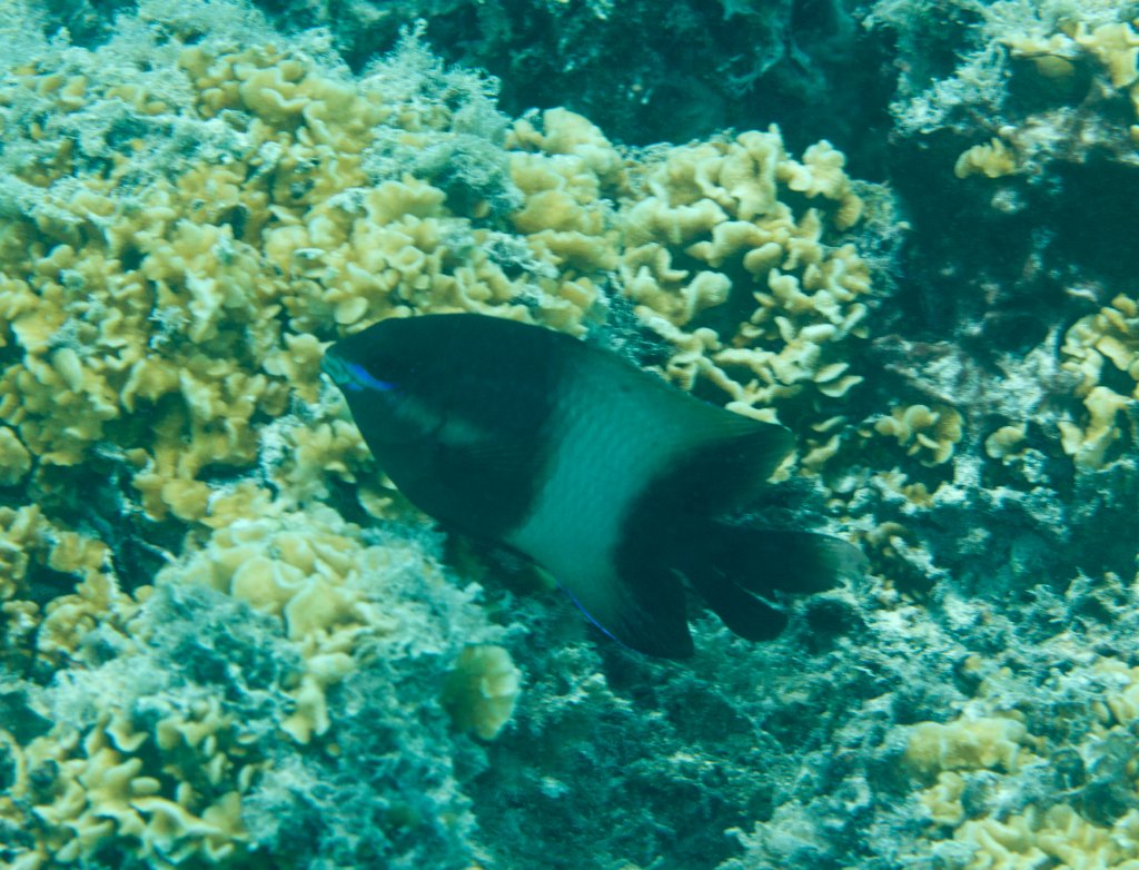 Gregory (Stegastes spp,)