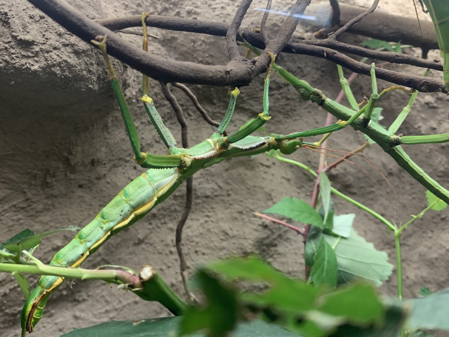 Grenada stick insect