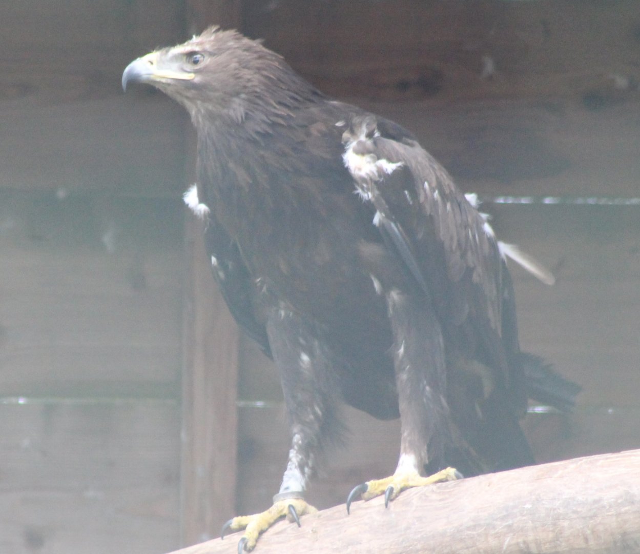 Grerater spotted eagle